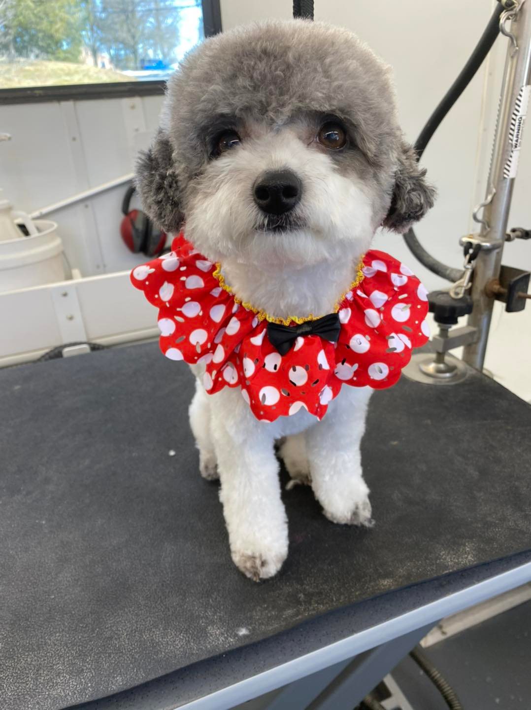 Diamond In the Ruff Mobile Mohnton