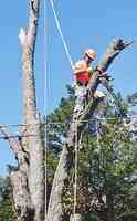 Affordable Tree Trimmers