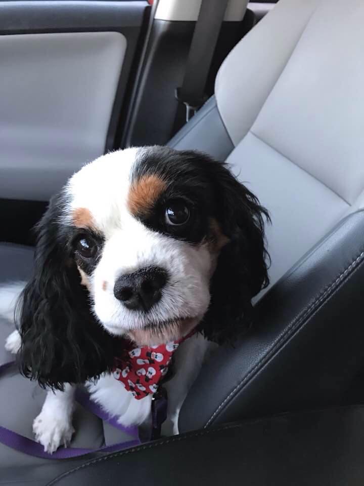 Pennys Pooch Parlor Quakertown