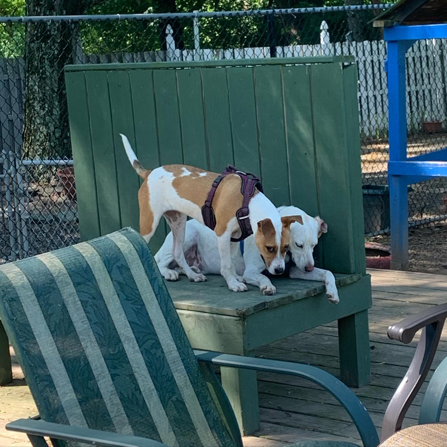Amber Beech Kennels Washington Crossing