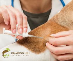 Diamond Hill Animal Clinic: Sheldon Heather DVM