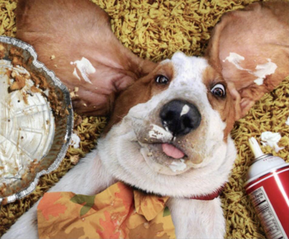 Shaggy Dogs Grooming Bluffton