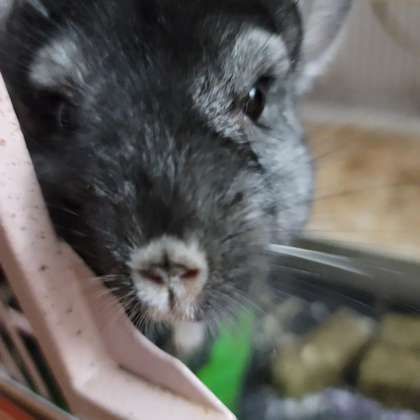 Happy Tails Resort and Spa Columbia