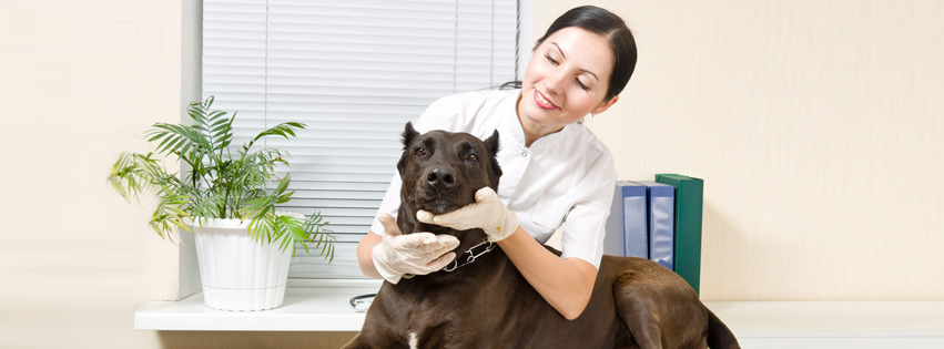 Augusta Road Pet Hotel Greenville