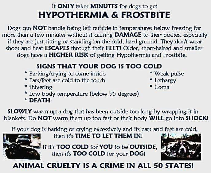 Carolina Comfort Pet Sitting Sumter