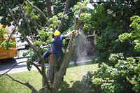 Holcomb Tree Service