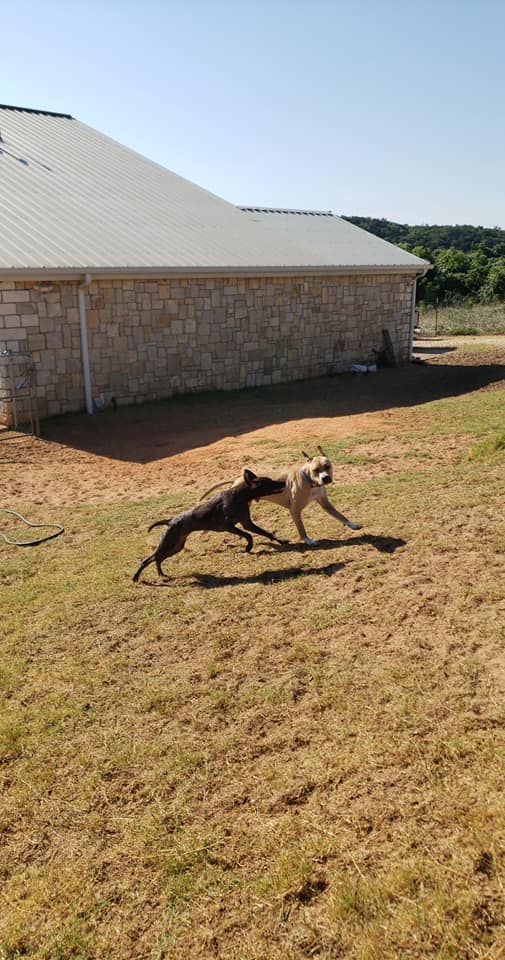 Canine Fitness Camp Granbury