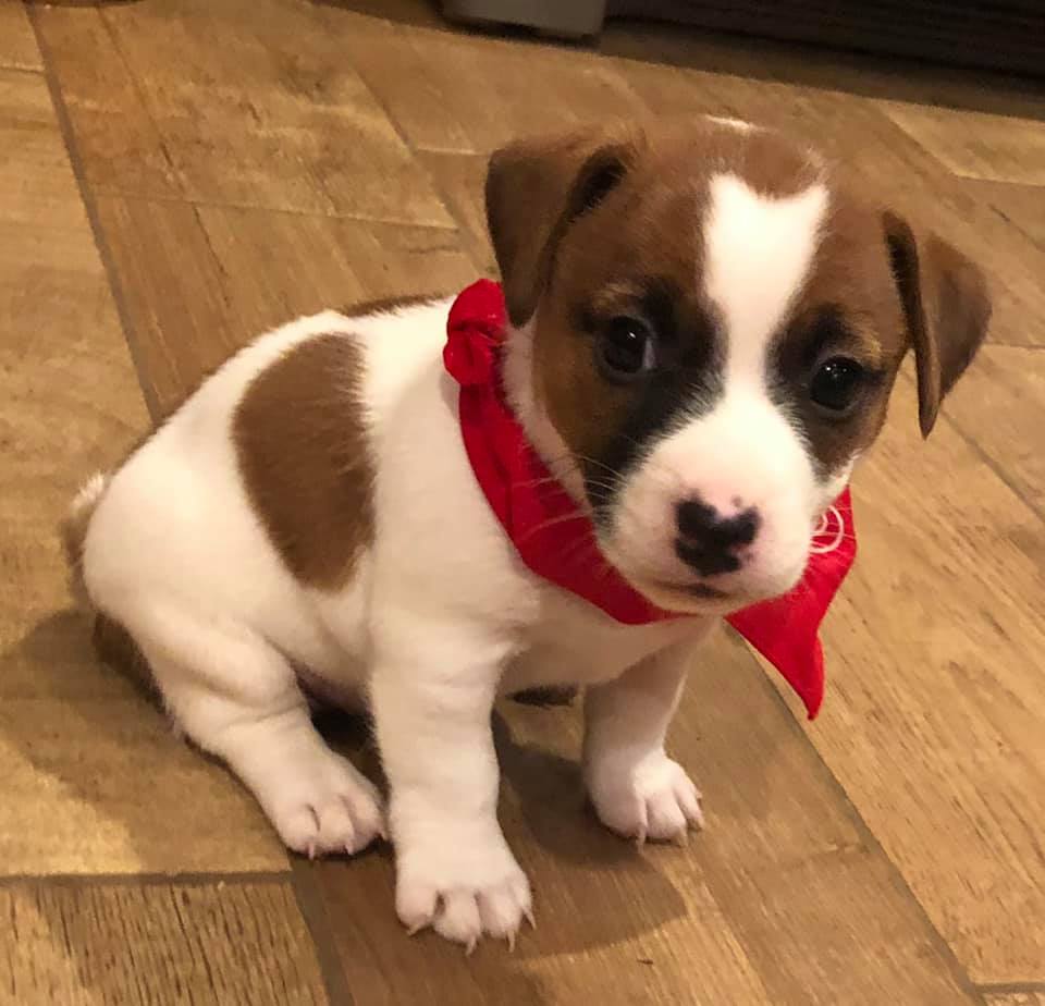 Lee Jack Russell Terriers Henrietta