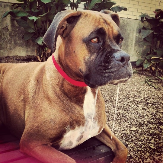 Wuf Pet Resort & Spa Irving