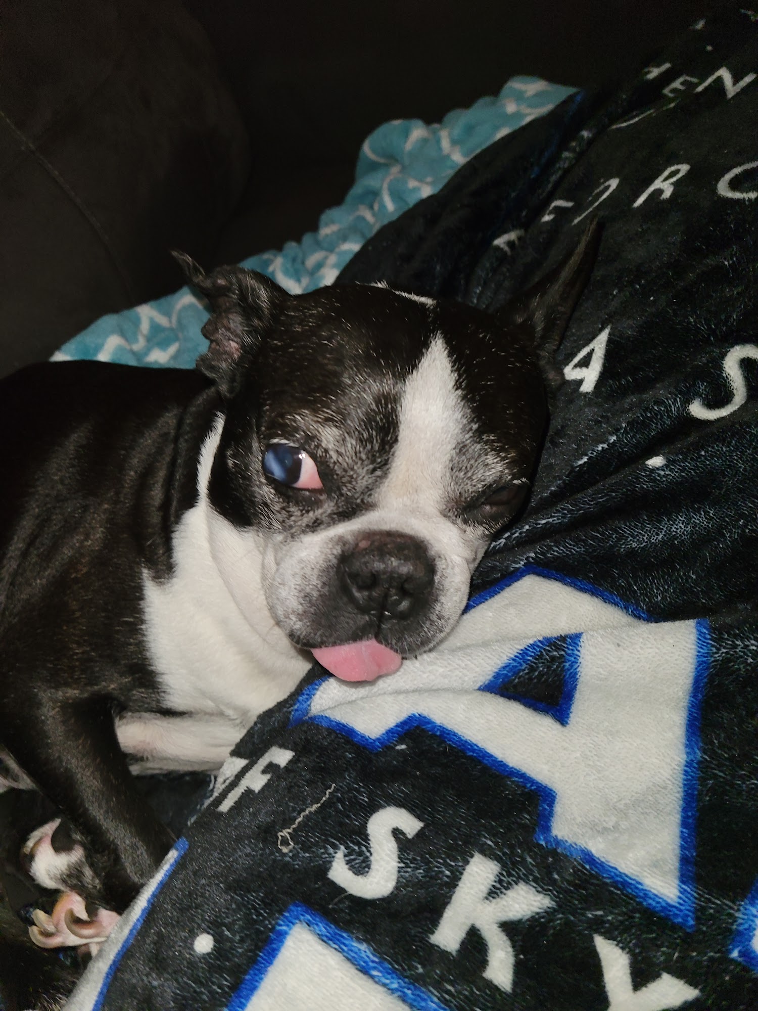 THE KENNEL AT KVC Kerrville