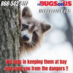 It's Bugs Or Us Pest Control - The Woodlands