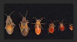 All Guard Pest Control and Termite Extermination