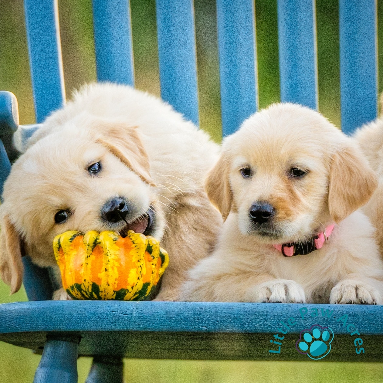 Little Paw Acres Roosevelt