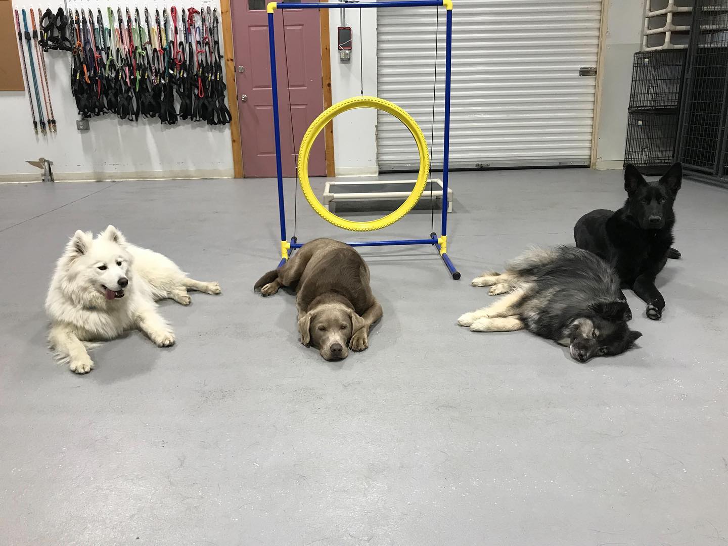 Vermont Dog Trainer Hyde Park