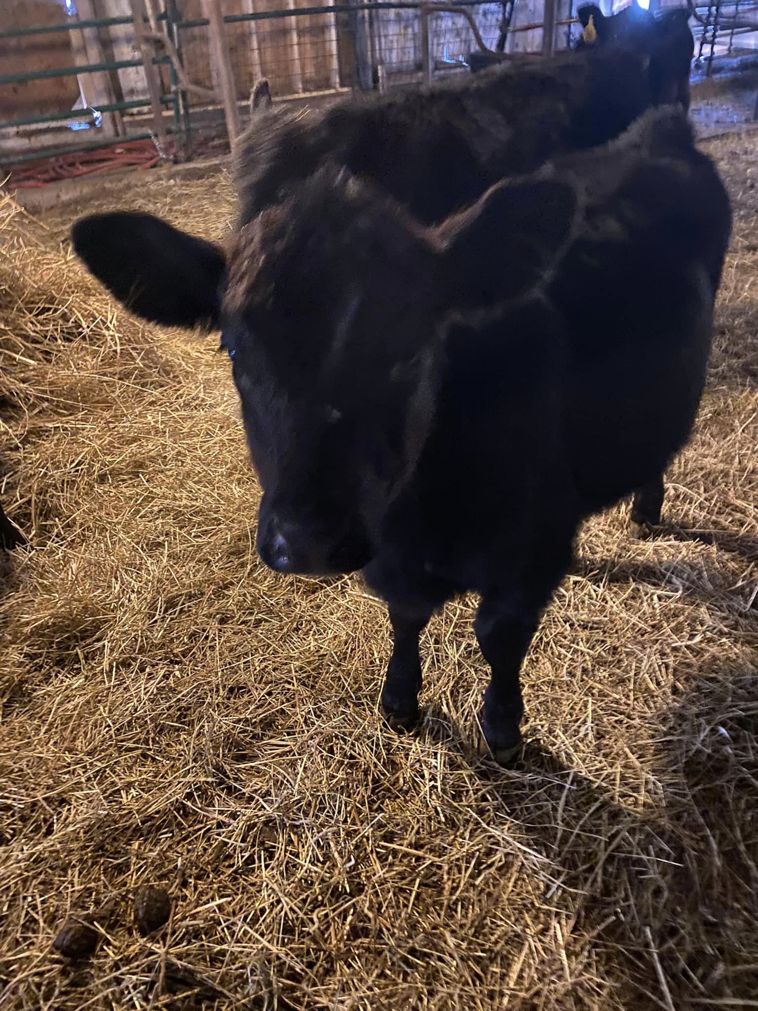 Lazy Breeze Farm and The Burger Buggy