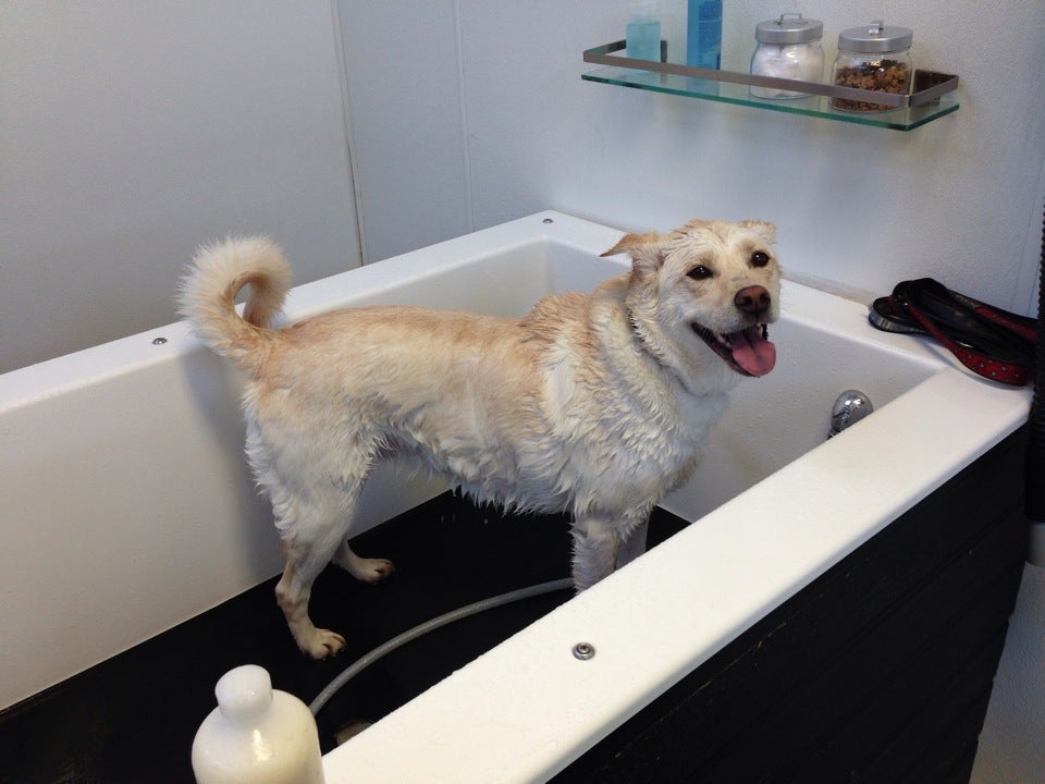 Bowwow Fun Towne Kenmore