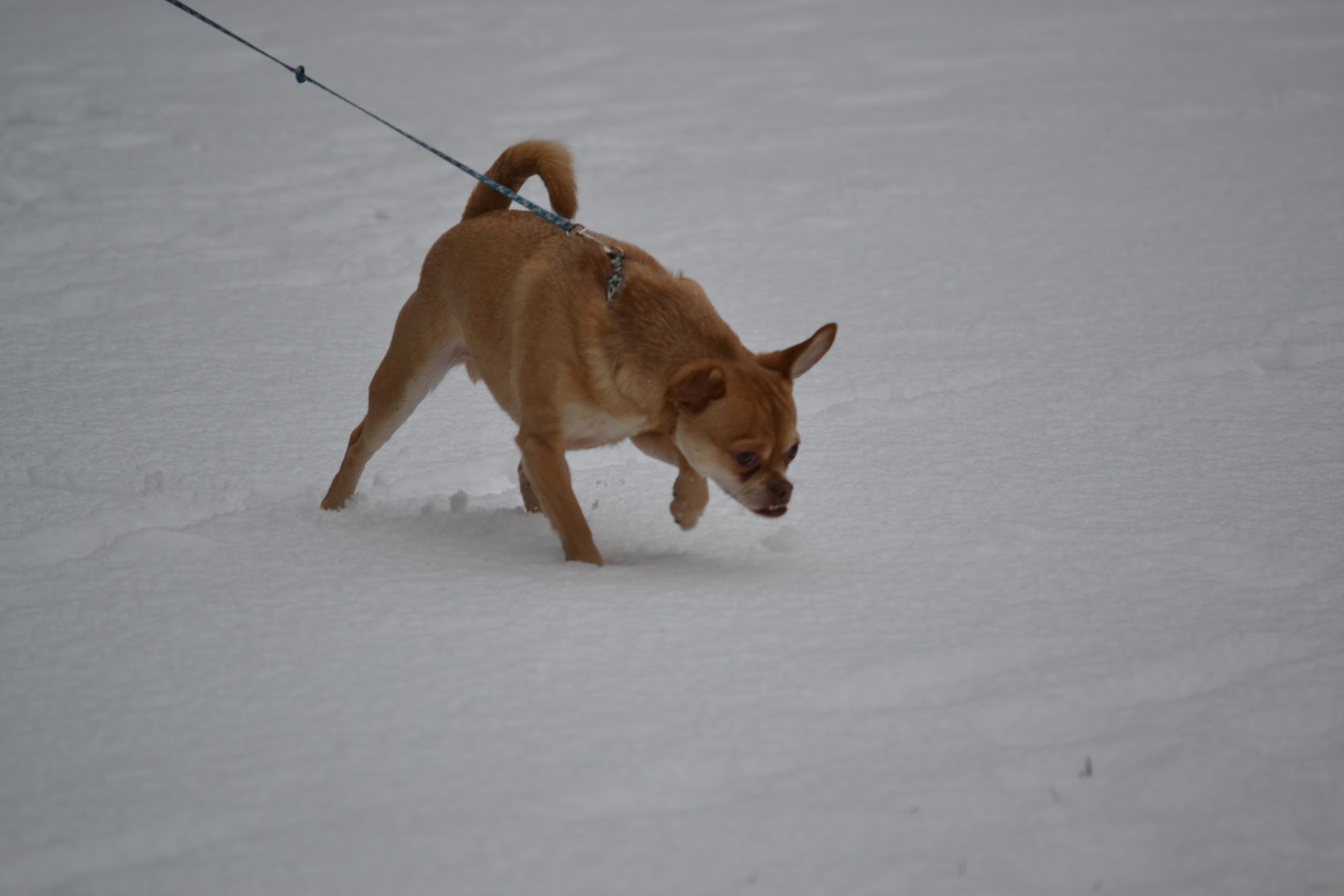 Camp Union Pet Lodge 14637 NW Holly Rd, Seabeck Washington 98380