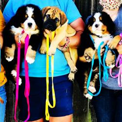 Mes Amis Collars & Leashes