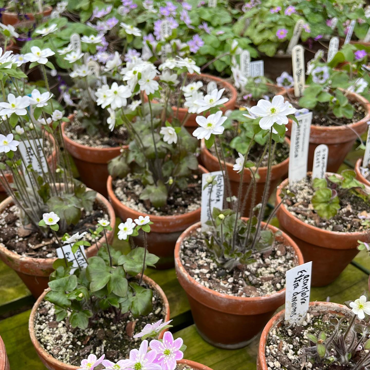 Ashwood Nurseries Ltd Ashwood Lower Ln, Kinver, Kingswinford