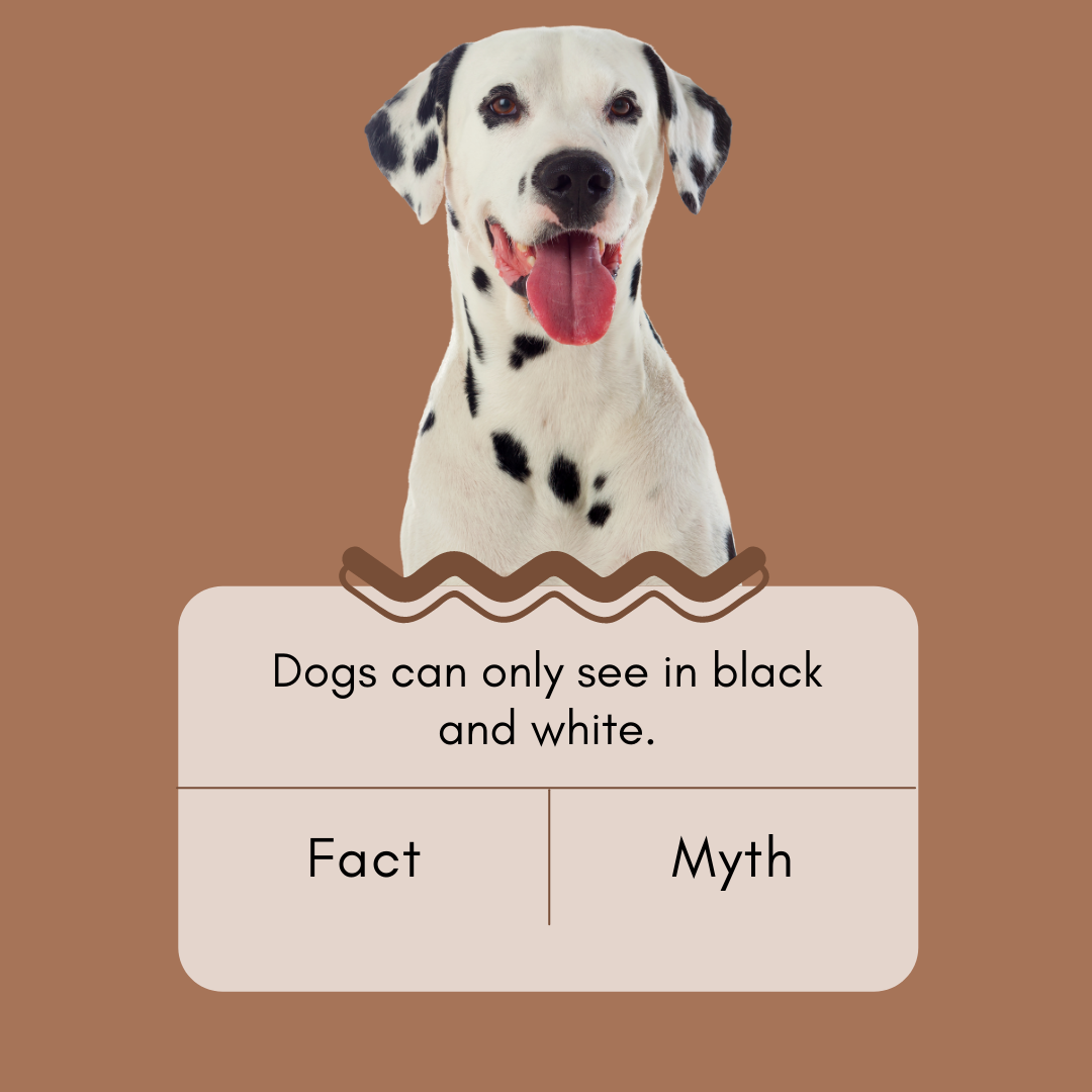 North Heights Veterinary Clinic: Ohlsen Cathy DVM Appleton