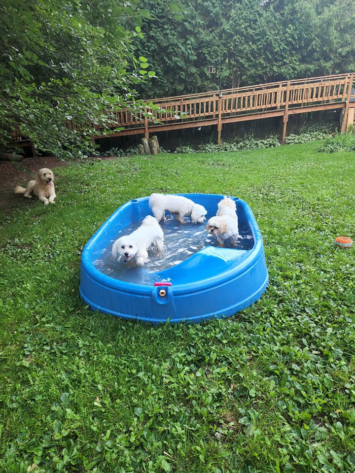 Spirit of Love Pet Care Cedarburg