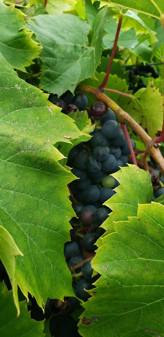 Sinnipee Valley Vineyards & Winery