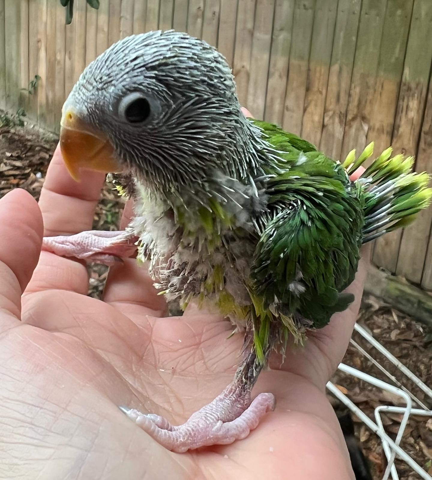 Badger Parrotlets fish frisbee supplies & crematorium services Jefferson