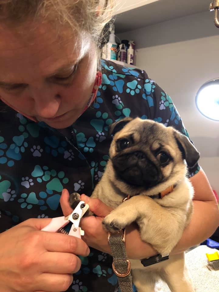 Doggy Day Spa Neenah