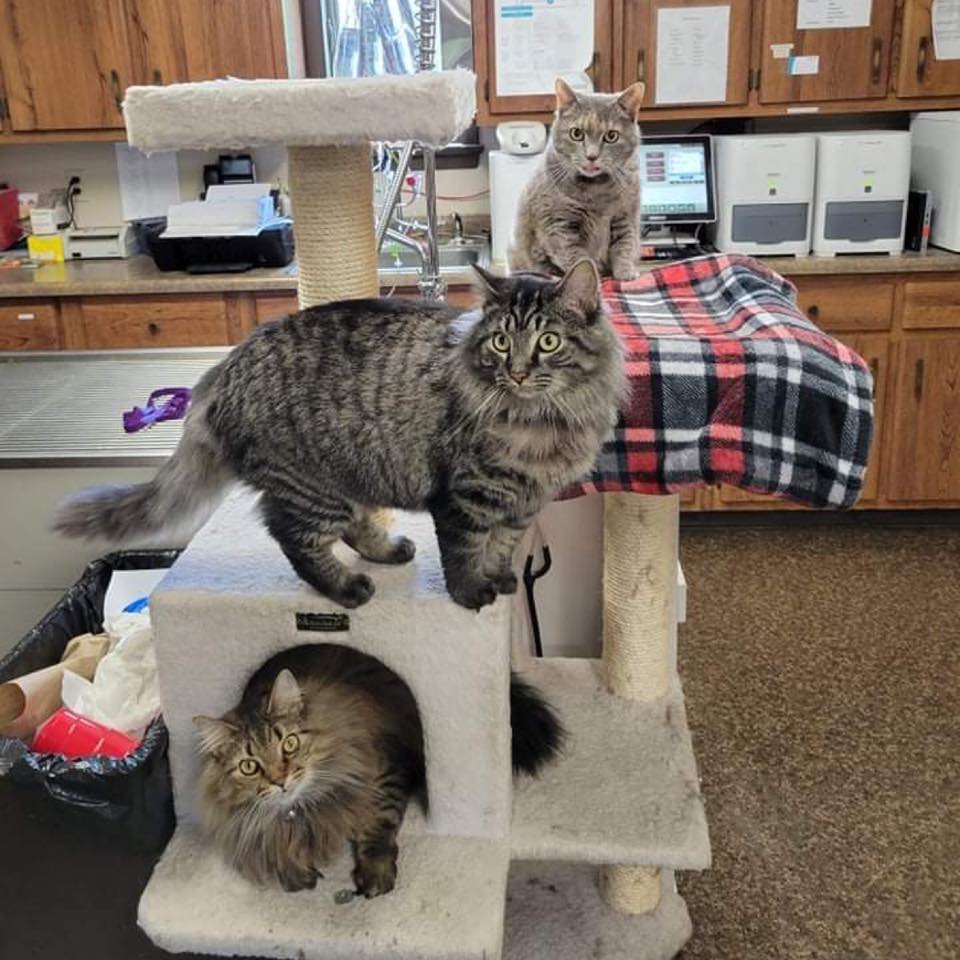 Kendrick Jerry Z DVM Fairmont