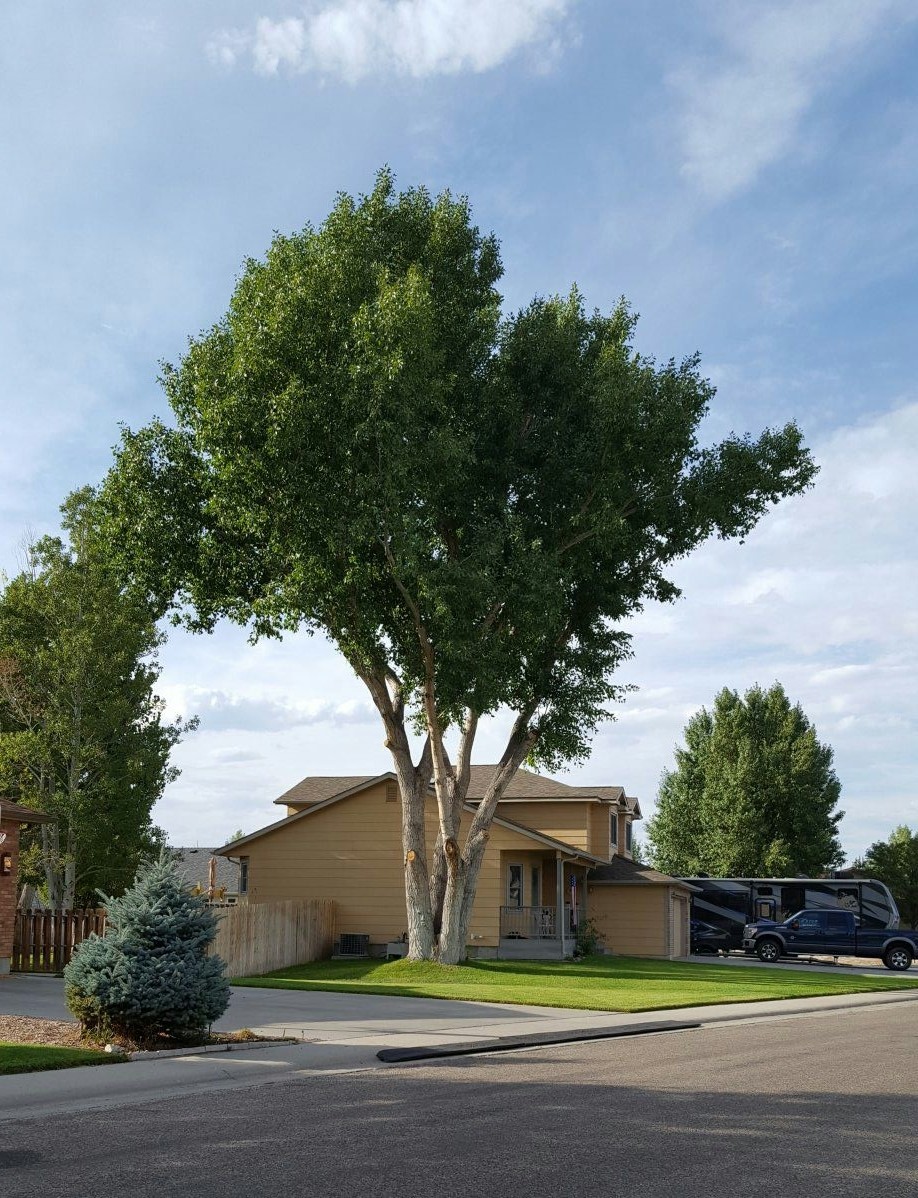 Carr Tree Experts 16212 Maverick Dr, Bar Nunn Wyoming 82601